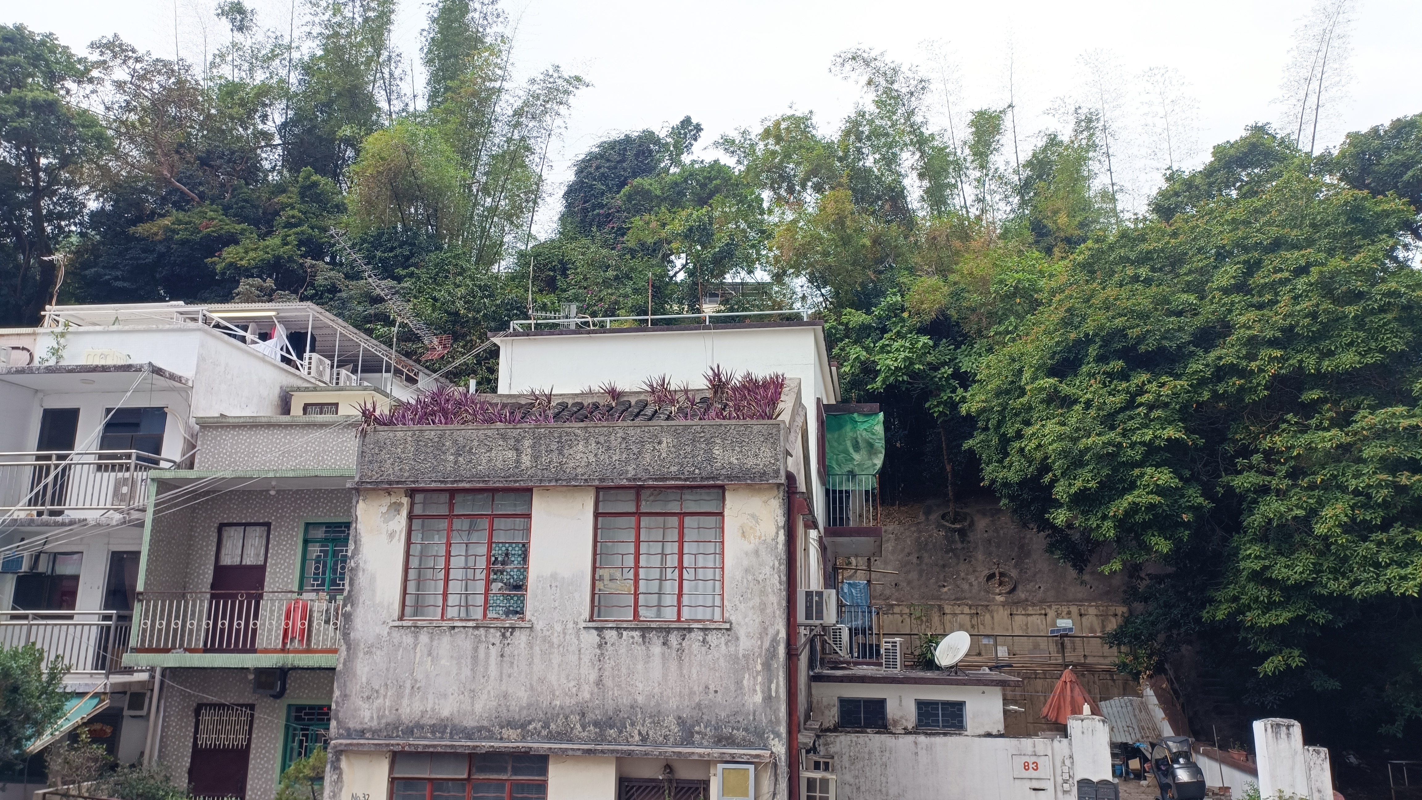 plants growing on top of roof