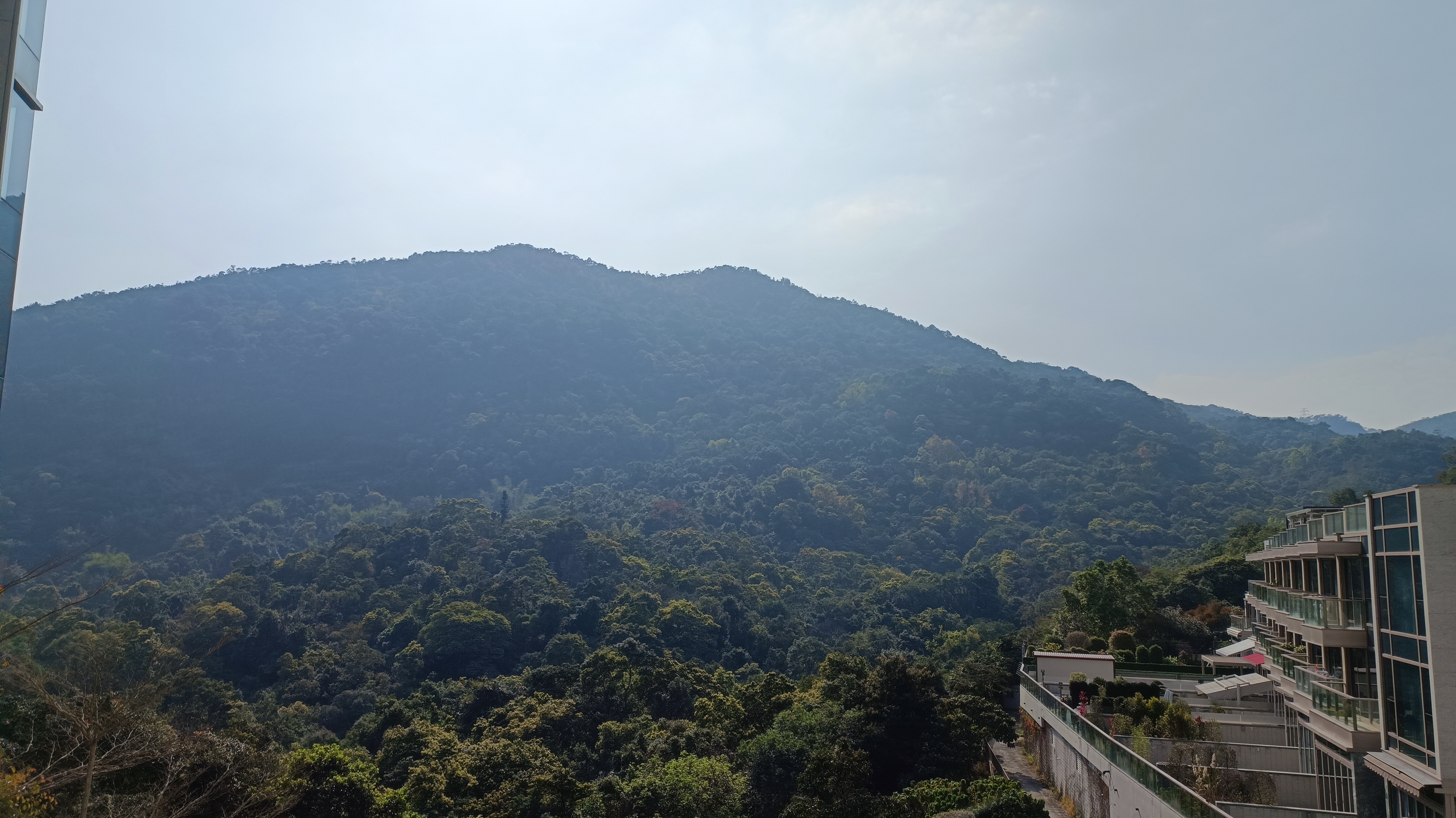 forest and a hill